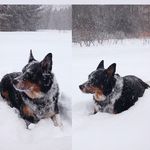 Casper Kim 🇰🇷🇨🇦 - @casperblackdog - Instagram
