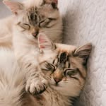 Kimba & Casper - @casper.kimba - Instagram