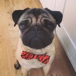 Casper 🐶 - @casperlepug - Instagram