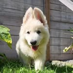 Casper 👻🐶 - @_casper_le_chien_ - Instagram