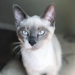 Casper Lee - @caspertheefriendlycat - Instagram