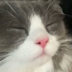 Casper Lee - @caspurrr.12 - Instagram