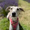 casperlonglegs - @casperlonglegs - TikTok