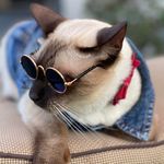Casper Cat - @casper_love_2019 - Instagram