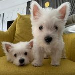 Westie Duo from Malaysia - @casperlovessnowball_my - Instagram