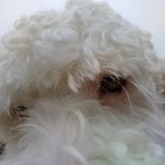 Casper Martinez - @casper_the_friendly_doggy - Instagram