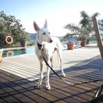 Casper - @casper_maya_thehappiestdogs - Instagram