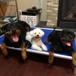 Casper, Maya, and Evee’s Life - @casper.maya.evee - Instagram