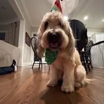 Cooper (K)Carma Caspermeyer - @cooper_carma_caspermeyer - Instagram