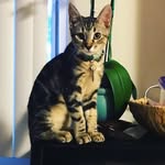 Casper - @casper_mohr1 - Instagram