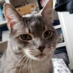 Casper Moore - @casper_the_grey_cat - Instagram