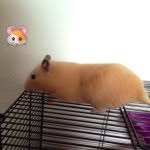 Casper Moreno🌷 - @casper_the_hamster - Instagram