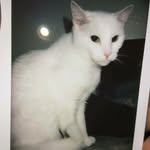 Casper Moreno - @casper.the.cat12 - Instagram