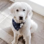 Casper Morgan - @casper_the_pyr - Instagram