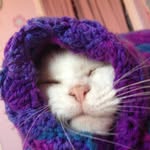 Casper_the Cat 457 - @casper_morgan - Instagram
