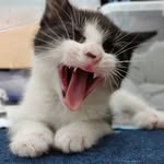 Cat | Cats | Kitten - @casper.murphy - Instagram