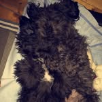 Casper & Nelson - @2fluffybrothers - Instagram