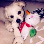 Casper Nelson - @casper_the_friendly_pup18 - Instagram