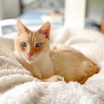 Casper Olson - @pawzofficial - Instagram