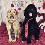 ℂ𝕒𝕤𝕡𝕖𝕣 + ℙ𝕒𝕣𝕜𝕖𝕣 - @yourdoodlepals - Instagram