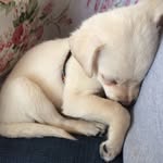 Casper Einstein Simrick - @peekapooitscasper - Instagram