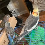 Casper, Perry & Morty (Dawson) - @casper_parry_morty - Instagram