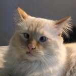 Casper Potter - @casperthekittyghost - Instagram