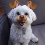 Casper The Pup - @mr_casper_price - Instagram