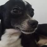 casper ramirez - @champurrado_puppi - Instagram