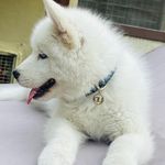 Casper&Rover - @casper_rover_huskies - Instagram