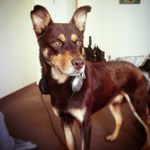 Casper Rodriguez 👻 - @casperkelpie - Instagram
