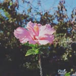 Casper Rose - @_casper_rose - Instagram