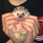 Casper Rose - @casperthequilly - Instagram