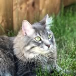 Casper & Ruby - @the_kittycommittee - Instagram