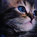 Casper & Ruby - @cuddle.with_me - Instagram