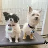 Casper and Ruby - @casper.and.ruby - TikTok