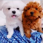 🐾Casper&Ruby🐾 - @casper.and.ruby - Instagram