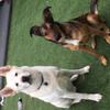 Casper,ruby - @dogsandtips - TikTok