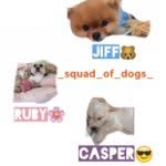 Casper😎Ruby💕Jiff🐻 - @_squad_of_dogs_ - Instagram