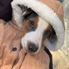 Casper_dog - @casper_russell - TikTok