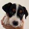 Casper_Jack_Russell - @kasper_jackrussell - TikTok
