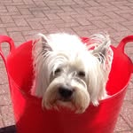 Casper - @caspersaundersfoot - Instagram