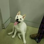 Casper Saunders - @casper_the_shiba - Instagram