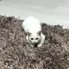 CaspersChannel - @casperschannel900 - TikTok