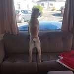 Casper Sharpei - @caspersharpei - Instagram