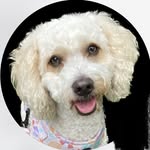 Casper Simpson - @casperthefriendlyoodle - Instagram