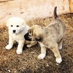 Casper and Tucker - @casper._.tucker._.drew - Instagram