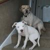 Casper and Tucker - @casper.tucker - TikTok
