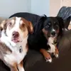 Casper and Tucker - @aussiescasperandtucker - TikTok