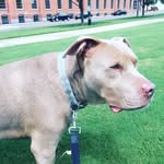 Casper - @casperspeightvaughn - Instagram